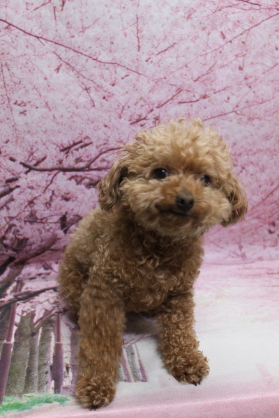 千葉県船橋市のトイプードルのトリミング前画像