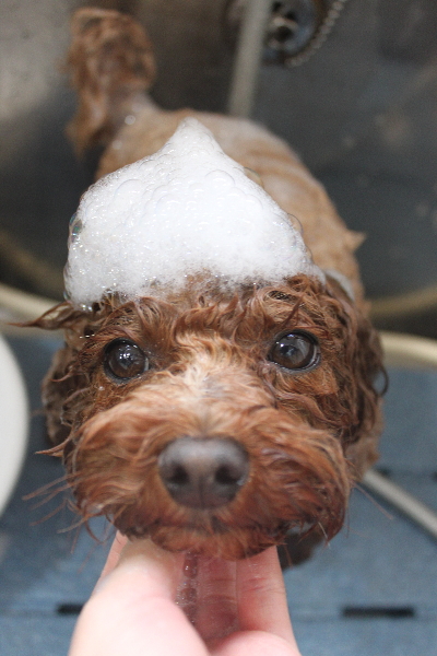千葉県鎌ケ谷市トイプードルのシャンプー画像