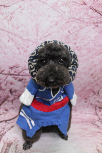 千葉県鎌ヶ谷市のトイプードルのトリミング画像