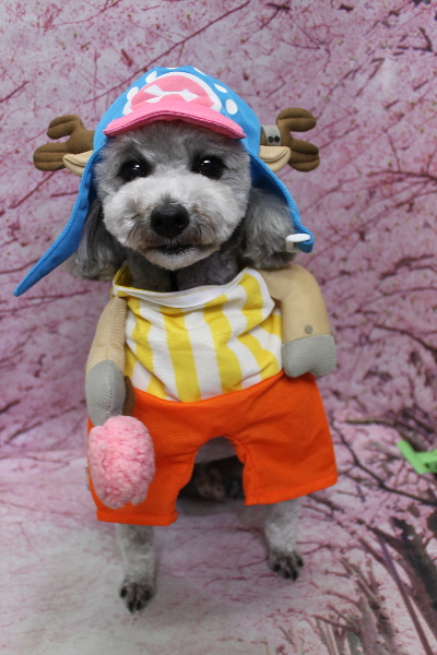 千葉県船橋市のトイプードルのトリミング画像