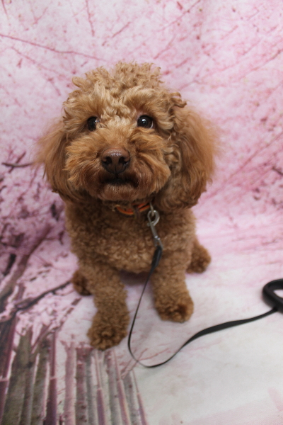 千葉県船橋市のトイプードルのトリミング前画像