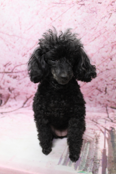 千葉県船橋市のトイプードルのトリミング前画像