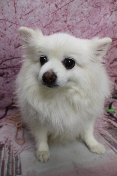 千葉県船橋市ポメラニアンのトリミング前画像