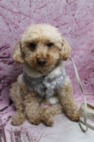 千葉県船橋市のトイプードルのトリミング前画像