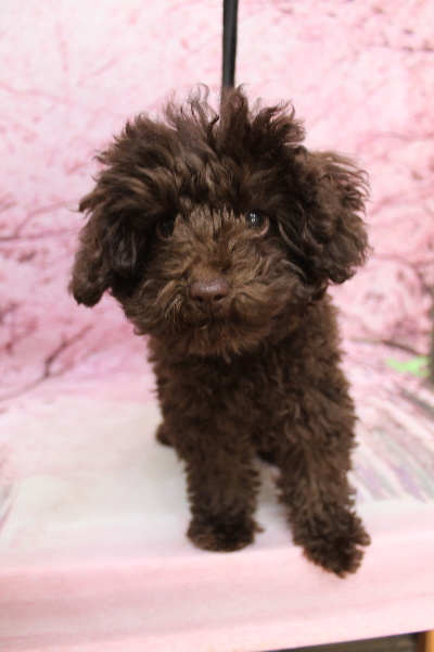 千葉県船橋市のトイプードルのトリミング前画像