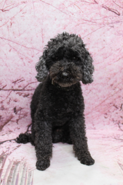 千葉県松戸市のトイプードルのトリミング前画像