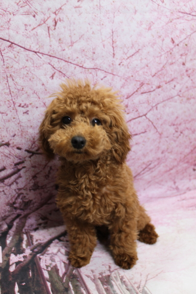 千葉県船橋市のトイプードルのトリミング前画像