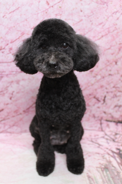 トイプードルブリーダーの成犬、トリミング画像