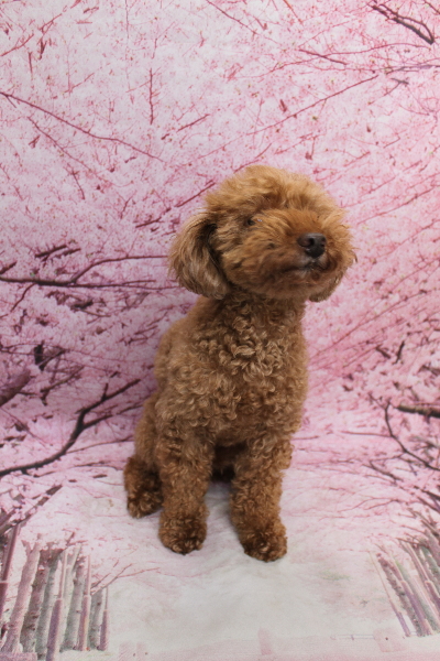 千葉県船橋市のトイプードルのトリミング前画像