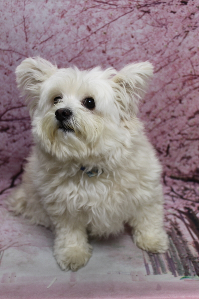 千葉県鎌ヶ谷市のミックス犬のトリミング前画像