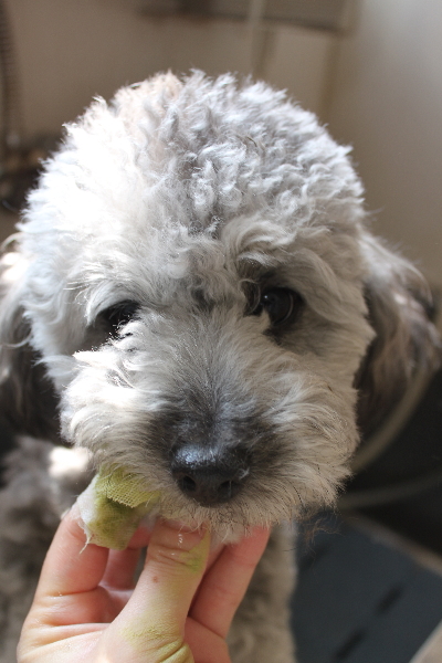 千葉県船橋市のトイプードルの歯磨き画像