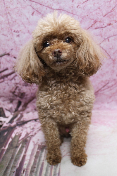 千葉県船橋市のトイプードルのトリミング前画像