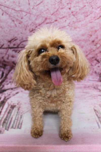 千葉県船橋市のトイプードルのトリミング前画像