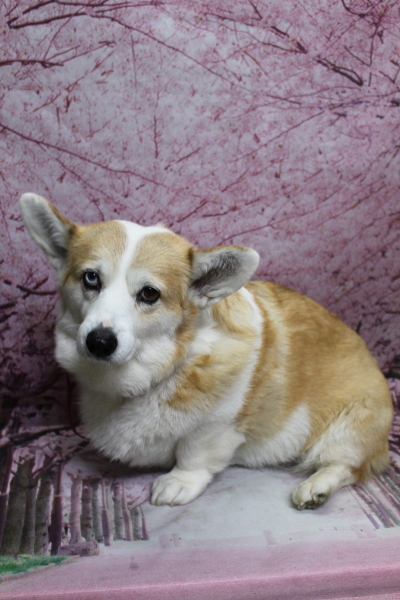 千葉県船橋市のコーギーのトリミング前画像