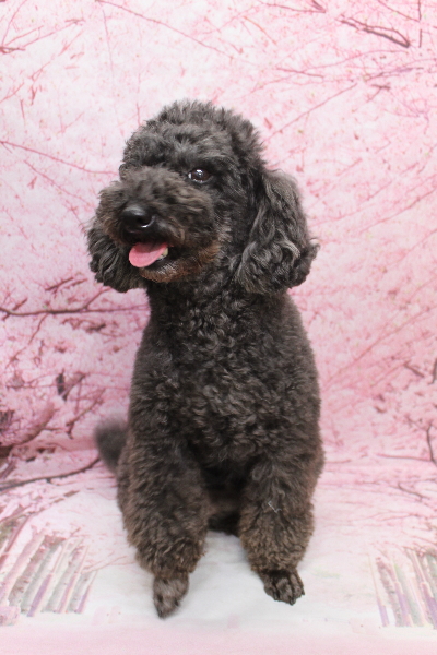 千葉県鎌ヶ谷市のトイプードルのトリミング前画像