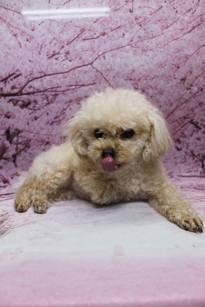 千葉県鎌ケ谷市のトイプードルのトリミング前画像