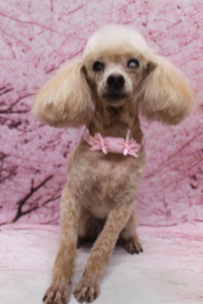 千葉県船橋市のトイプードルのトリミング画像