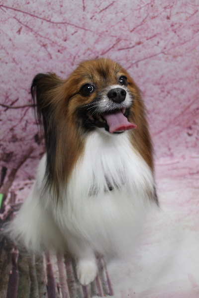 千葉県鎌ヶ谷市のパピヨンのトリミング画像