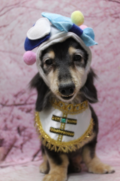 千葉県鎌ヶ谷市のミニチュアダックスのトリミング画像