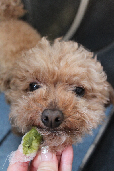 千葉県船橋市のトイプードルの歯磨き画像