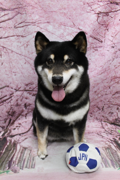 千葉県船橋市の柴犬のトリミング画像