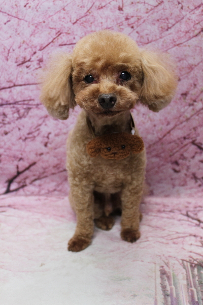 千葉県船橋市のトイプードルのトリミング画像