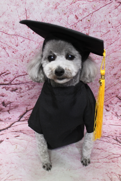 千葉県船橋市のトイプードルのトリミング画像