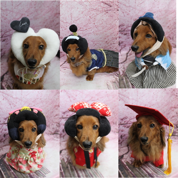 千葉県鎌ケ谷のミニチュアダックスのトリミング画像