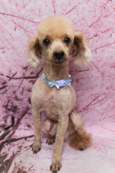 千葉県船橋市のトイプードルのトリミング画像