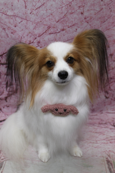 千葉県鎌ヶ谷市のパピヨンのトリミング画像