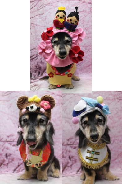 千葉県鎌ヶ谷市のミニチュアダックスのトリミング画像