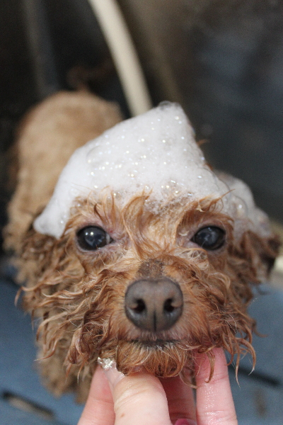 千葉県船橋市のトイプードルのシャンプー画像
