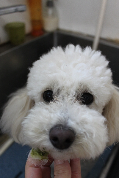 千葉県鎌ヶ谷市のトイプードルの歯磨き画像