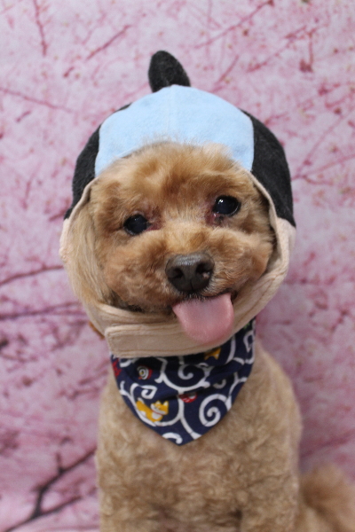 千葉県船橋市のトイプードルのトリミング画像