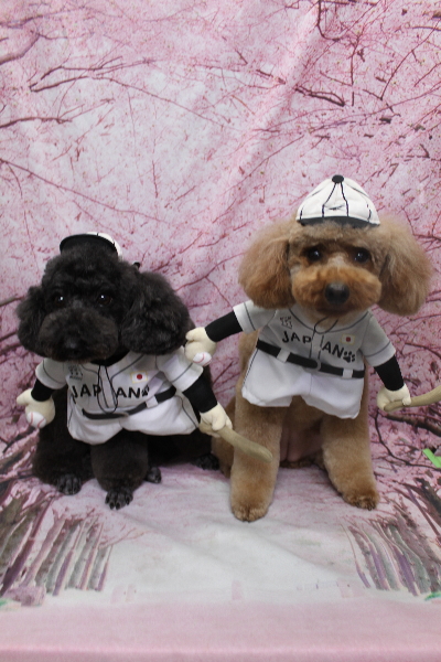 千葉県鎌ヶ谷市のトイプードルのトリミング画像