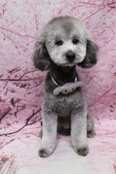 千葉県鎌ヶ谷市のトイプードルのトリミング画像