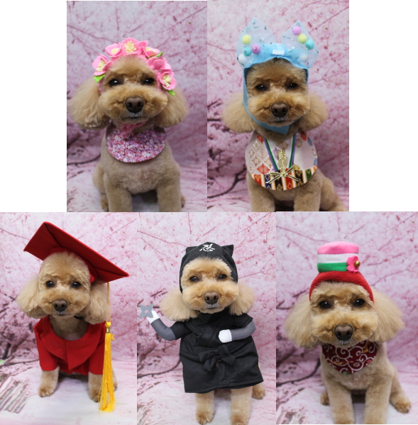 千葉県佐倉市のトイプードルのトリミング画像