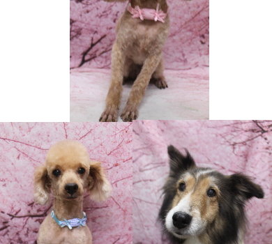 千葉県船橋市のトイプードルのトリミング画像