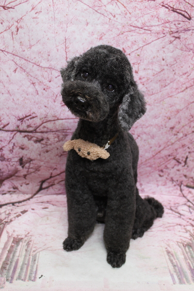 千葉県松戸市のトイプードルのトリミング画像