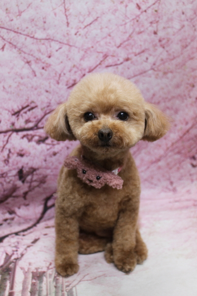 千葉県船橋市のトイプードルのトリミング画像