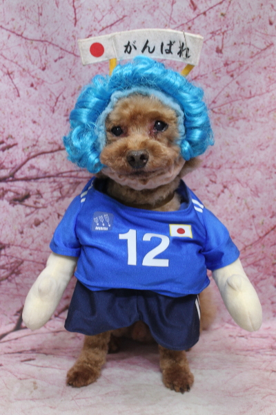 千葉県船橋市のトイプードルのトリミング画像