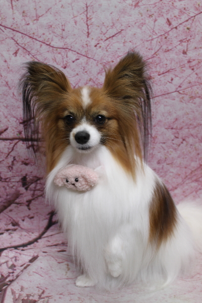 千葉県鎌ヶ谷市のパピヨンのトリミング画像