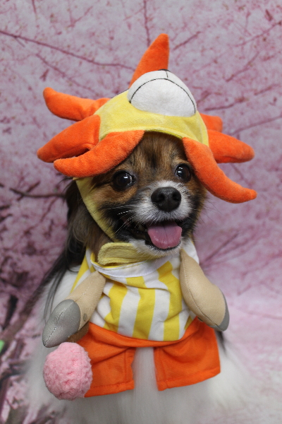 千葉県鎌ヶ谷市のパピヨンのトリミング画像