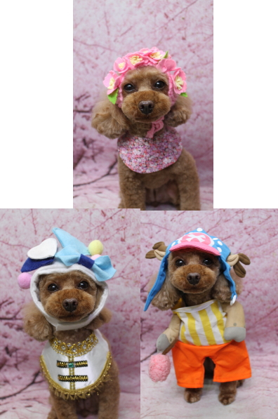 神奈川県横浜市のトイプードルのトリミング画像