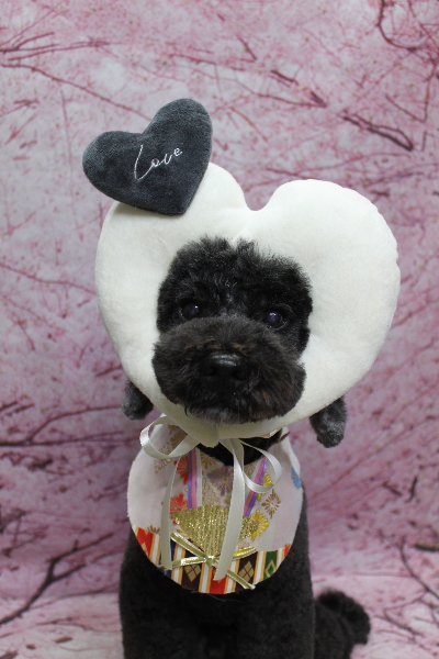 千葉県松戸市のトイプードルのトリミング画像