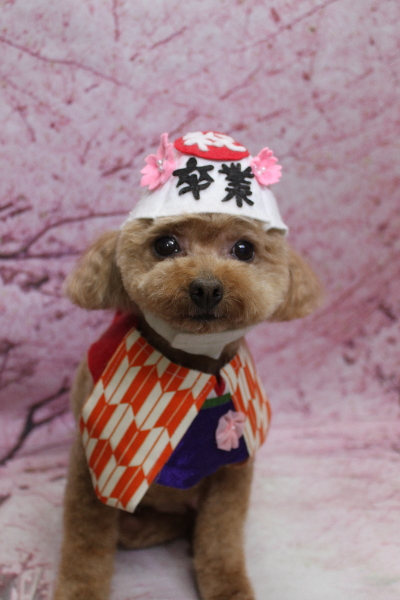 千葉県船橋市のトイプードルのトリミング画像