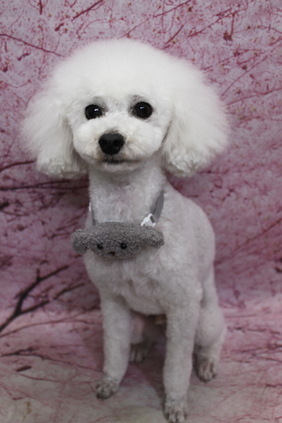 千葉県市川市のトイプードルのトリミング画像