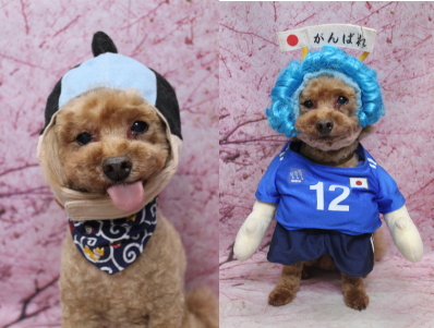 千葉県船橋市のトイプードルのトリミング画像