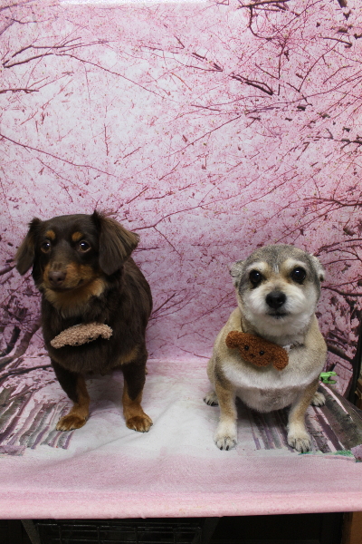 千葉県鎌ケ谷市のミックス犬のトリミング画像