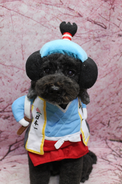 千葉県松戸市のトイプードルのトリミング画像